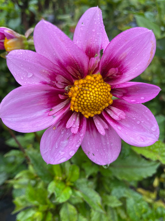 Bloomquist Sweet Dahlia Tuber Collarette Dark Blend 3–4" Blooms