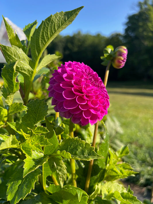 Barbarry Atlantean Dahlia Tuber Ball Lavender 3–4" Blooms