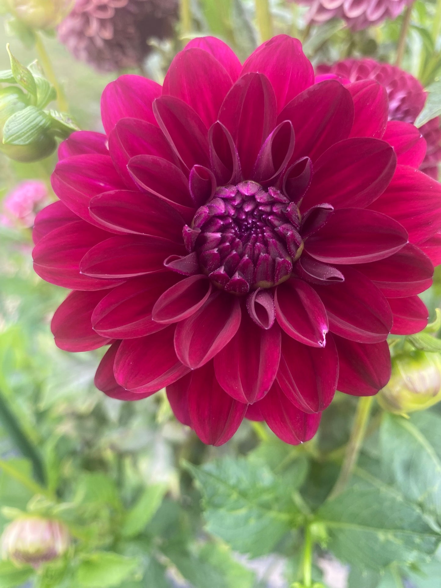 Karma Naomi Dahlia Tuber Small Formal Decorative Dark Red 3–4" Blooms