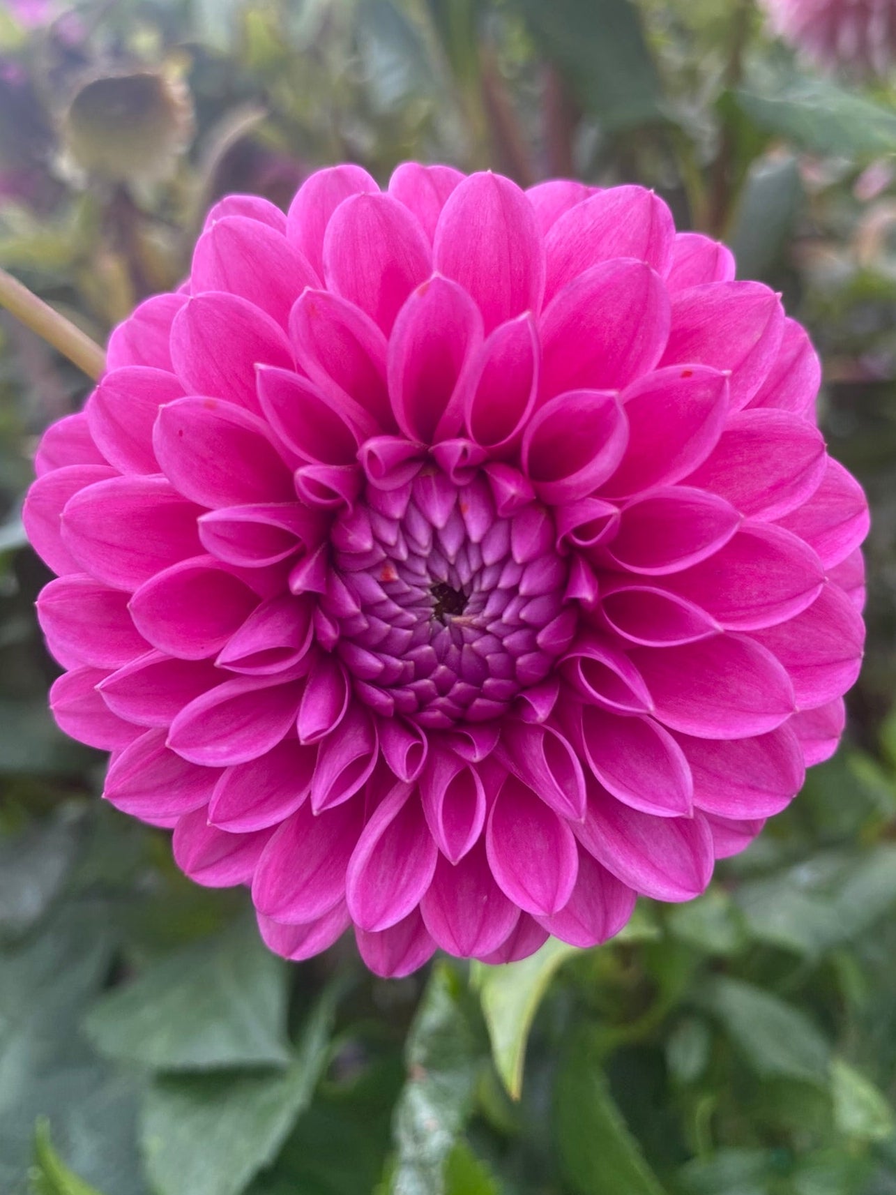 Close-up of a vibrant pink flower with green leaves in the background