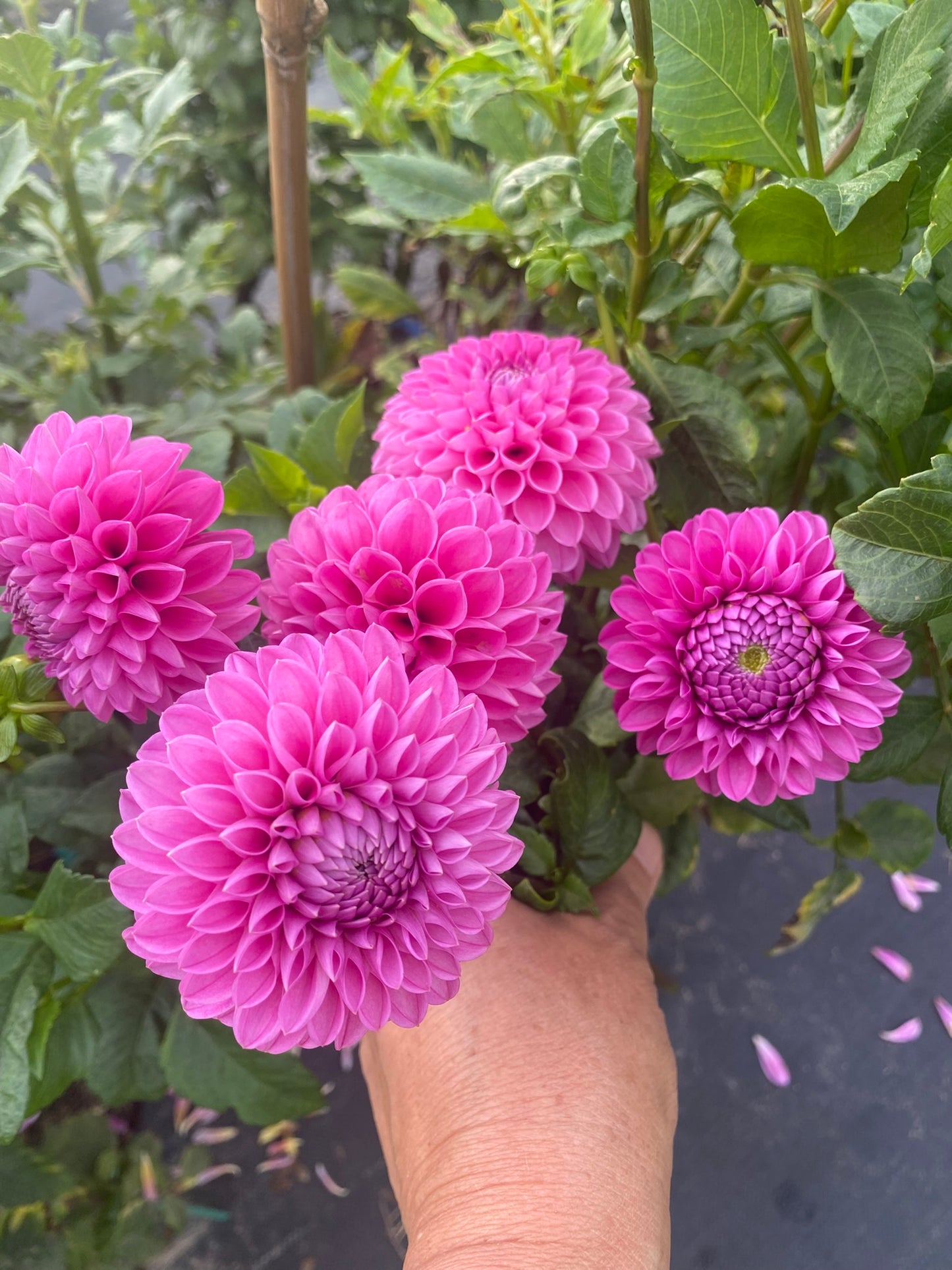 Mary’s Jomanda Dahlia Tuber – Ball, Dark Pink, 3–4" Blooms