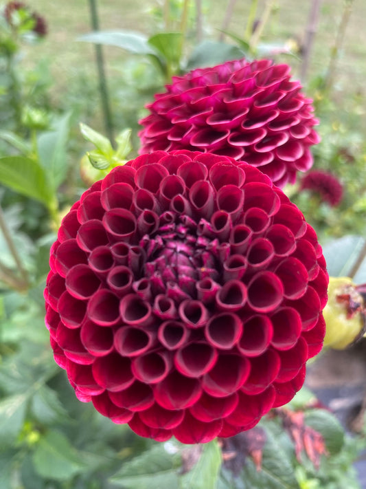 Hapet Granat Dahlia Tuber Miniature Ball Dark Red 2–3" Blooms