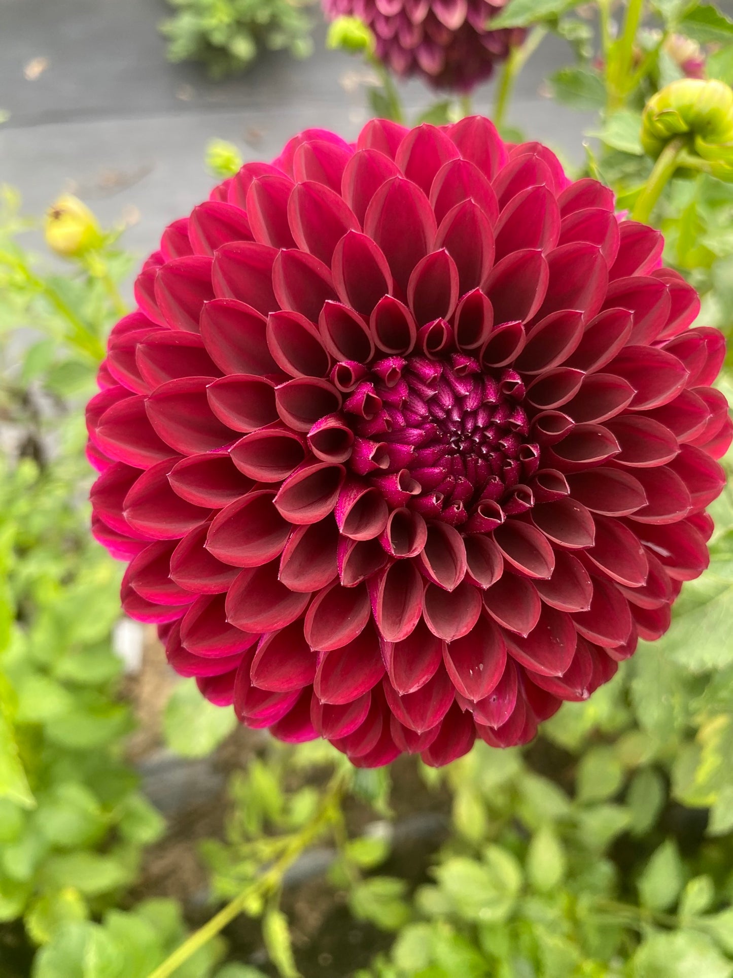 Barbarry Aloha Dahlia Tuber BB Formal Decorative Dark Red 6" Blooms