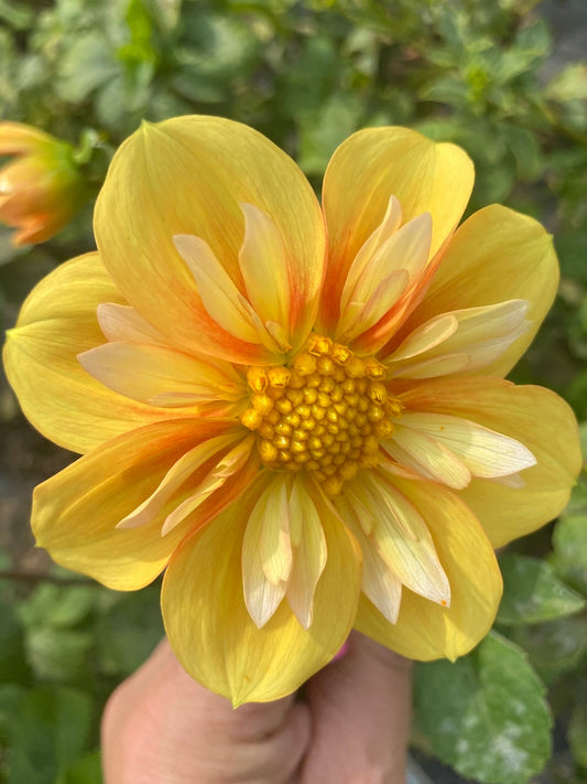 EZ Duzz It Dahlia Tuber Collarette Yellow 3–4" Blooms