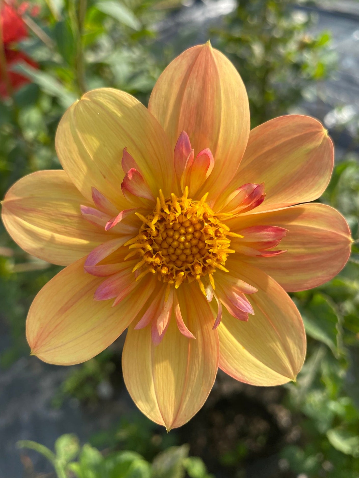 Yellow flower with a blurred green background