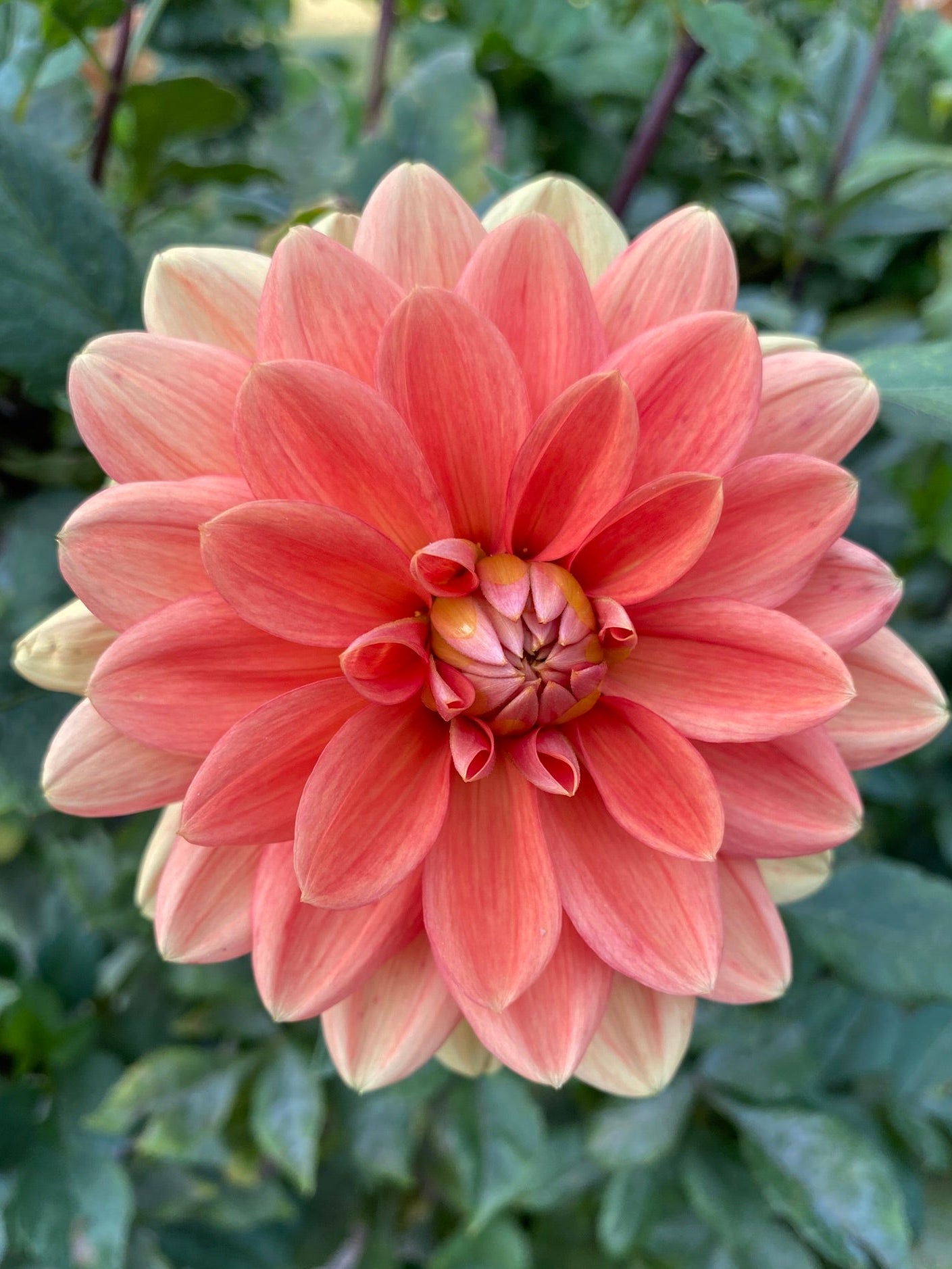 Pink dahlia flower with green leaves in the background