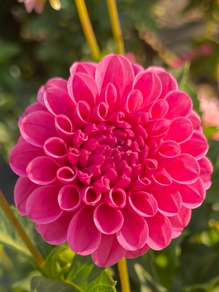 Pink flowers with green leaves on a blurred background