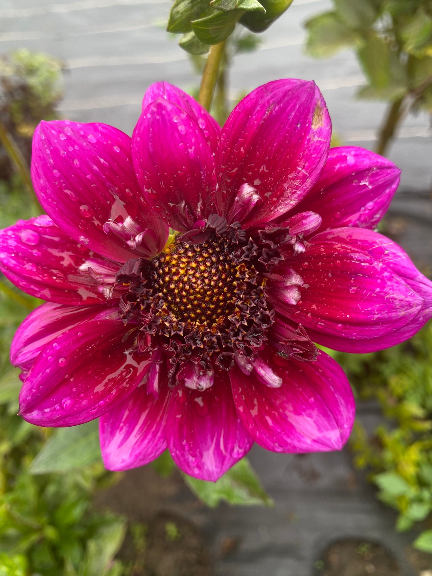 Misses Amy Dahlia Tuber – Anemone Bicolor 4–5" Blooms