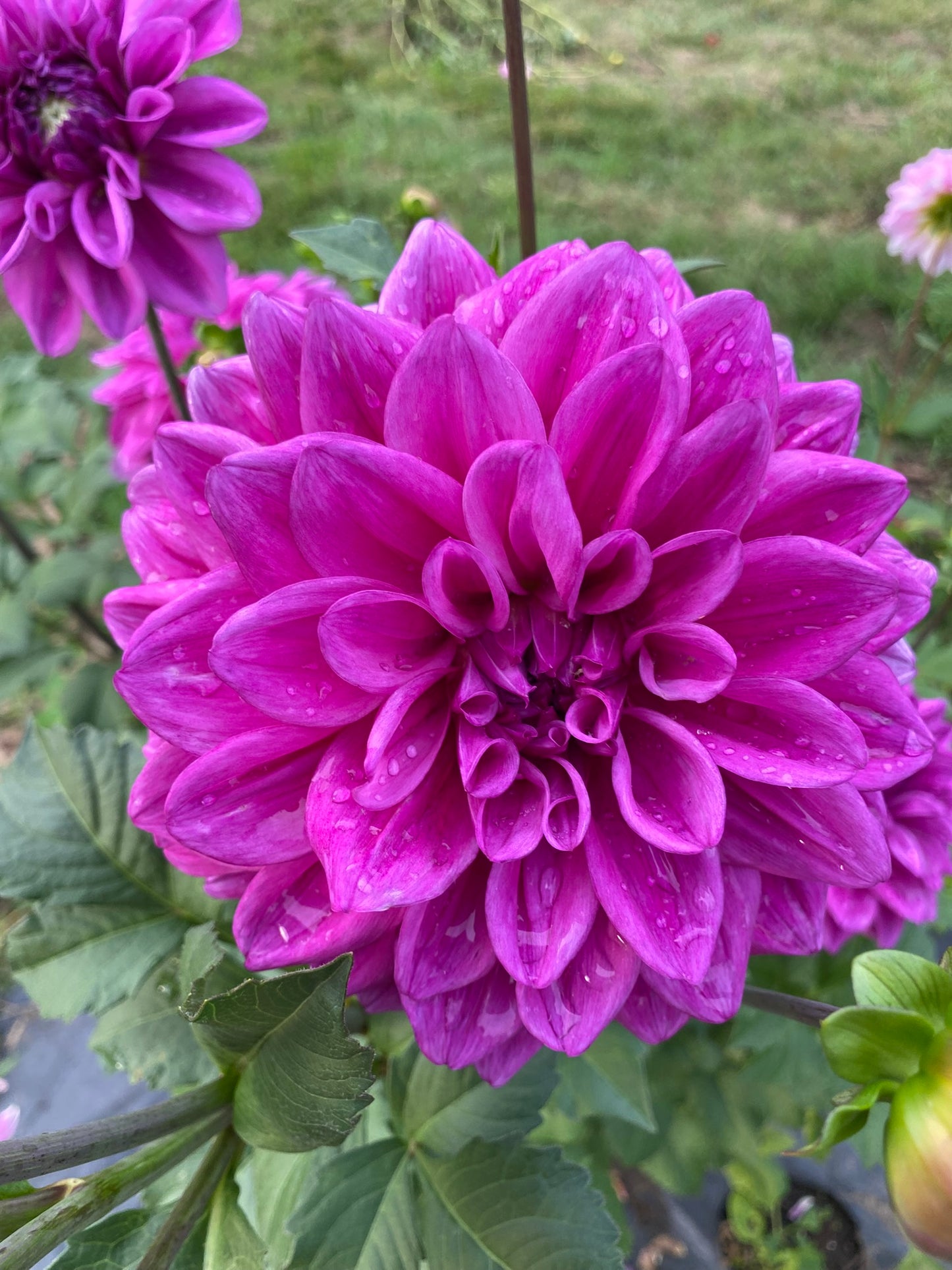 EA-25-BP Dahlia Tuber – Formal Decorative Bright Purple 6–8" Blooms