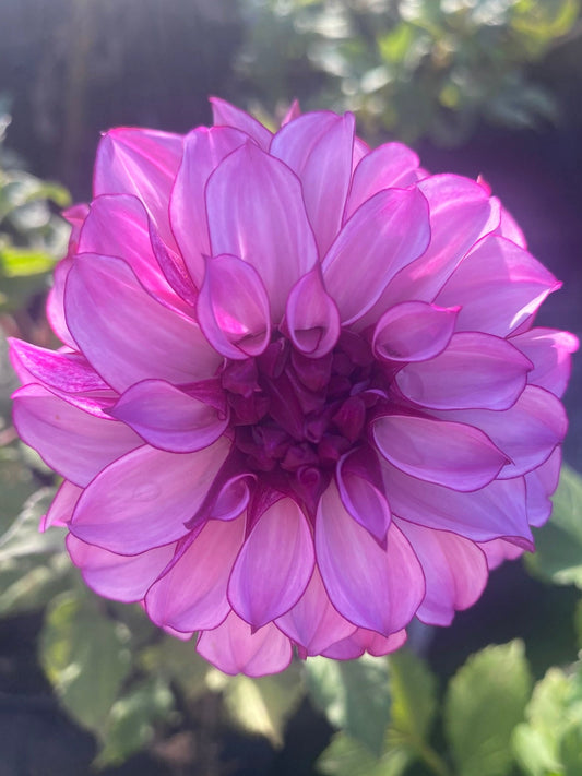 Lauren Michele-Lavendar Waterlily 5" Blooms