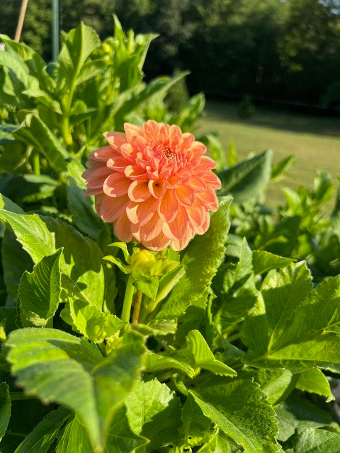 Hamilton Lillian Dahlia Tuber – Formal Decorative Orange 5–6" Blooms