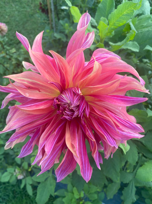 Penhill Dark Monarch Dahlia Tuber – Giant Informal Decorative, Dark Blend, 8–10" Blooms