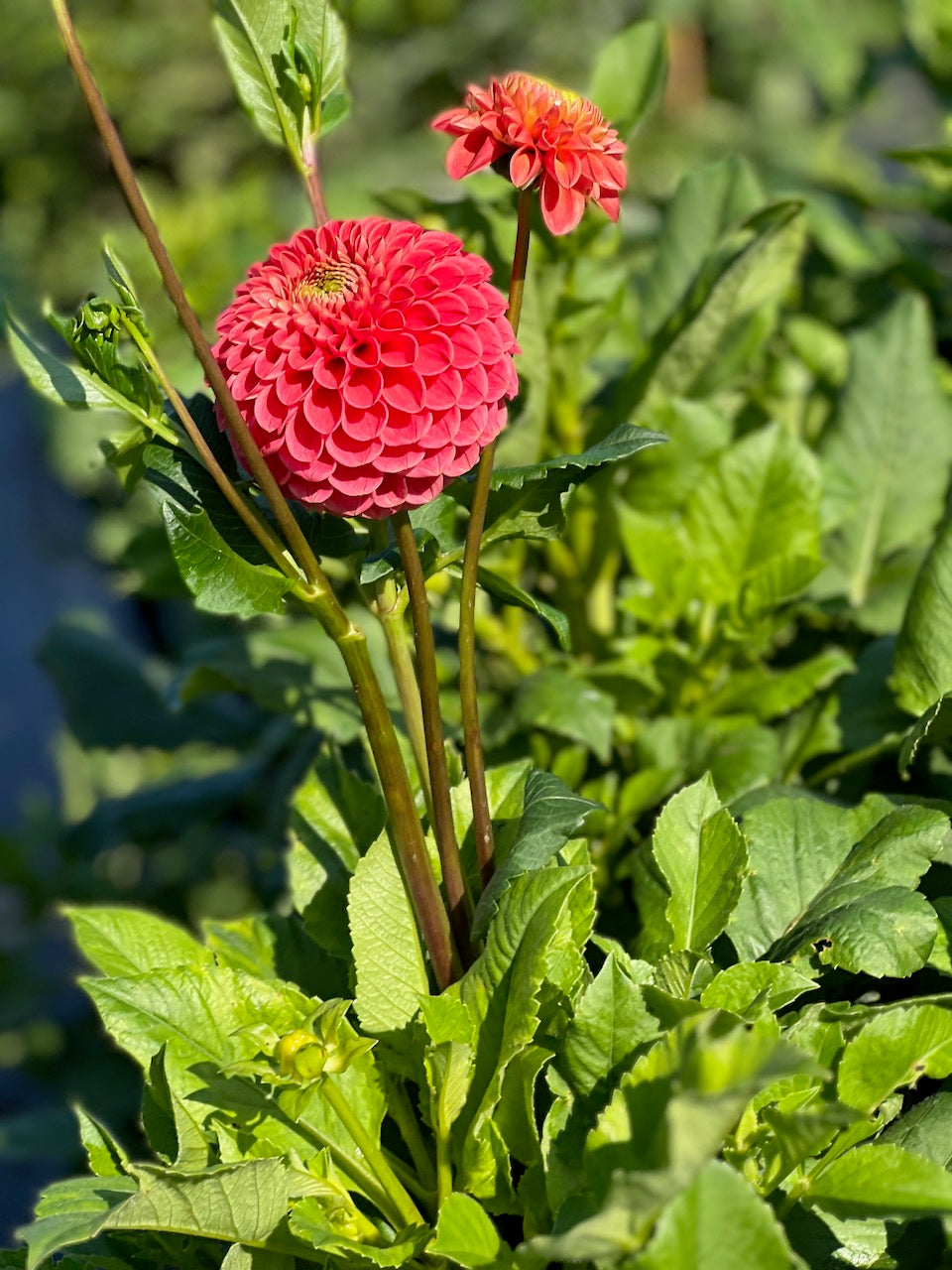 Close-up of a red flower with green leaves in the background