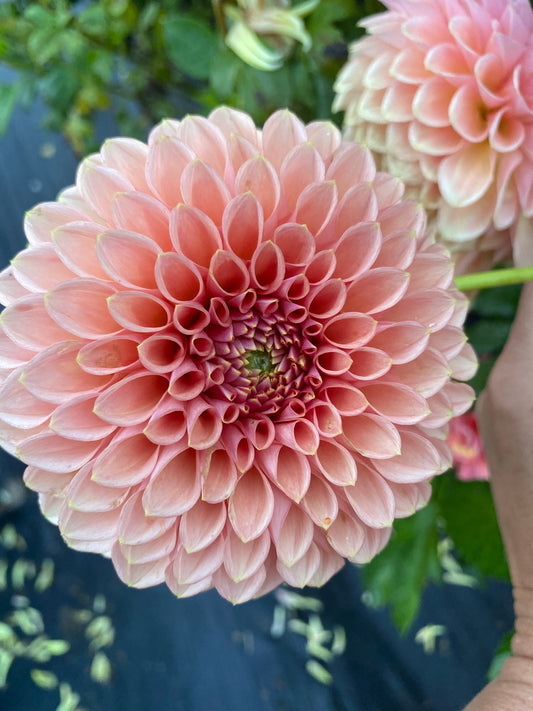 Lee’s James Dahlia Tuber – Formal Decorative, Peach, 6" Blooms