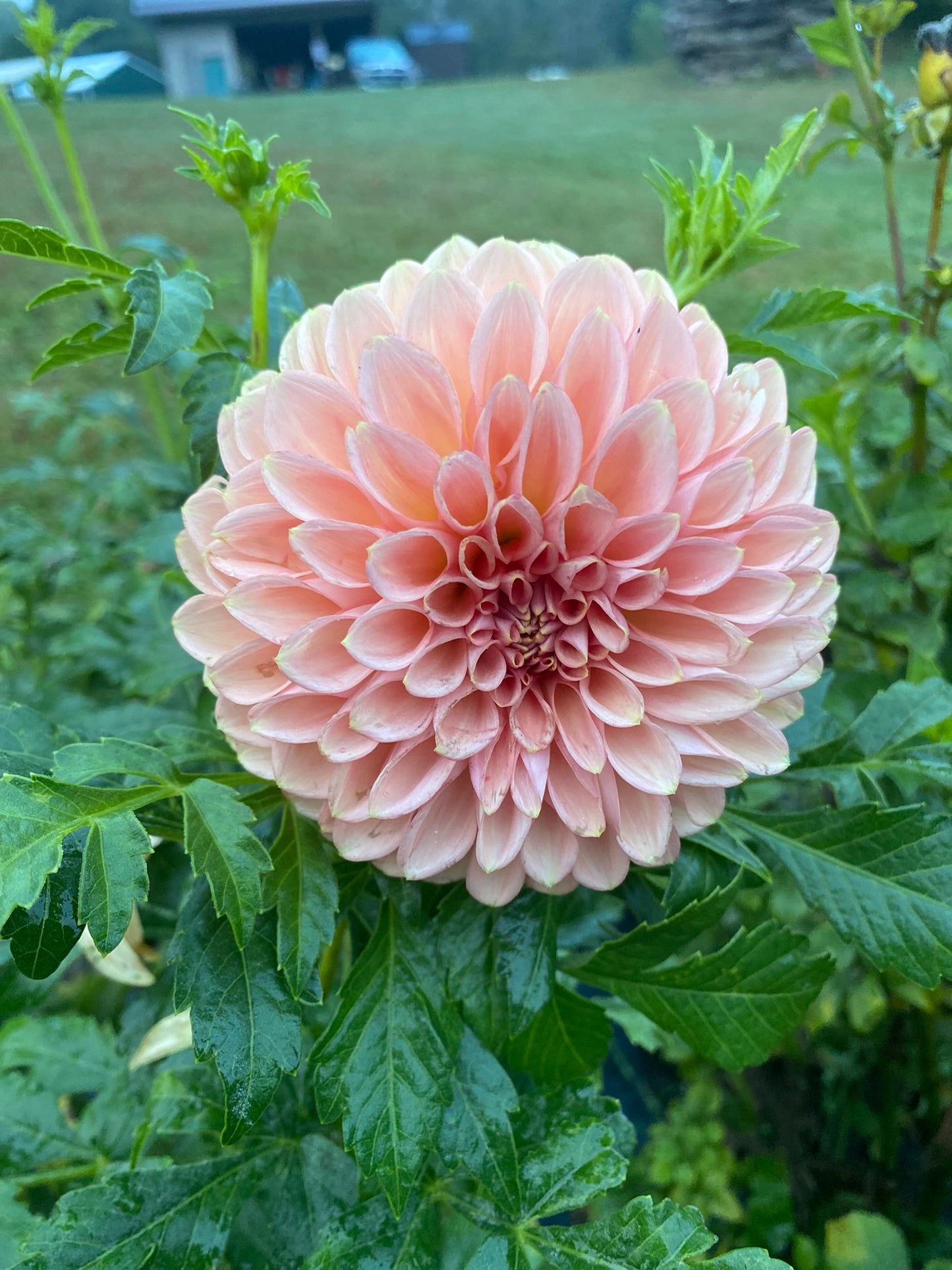Lee’s James Dahlia Tuber – Formal Decorative, Peach, 6" Blooms