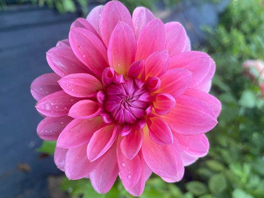 Janice Dahlia Tuber – Waterlily Pink 4–5" Blooms