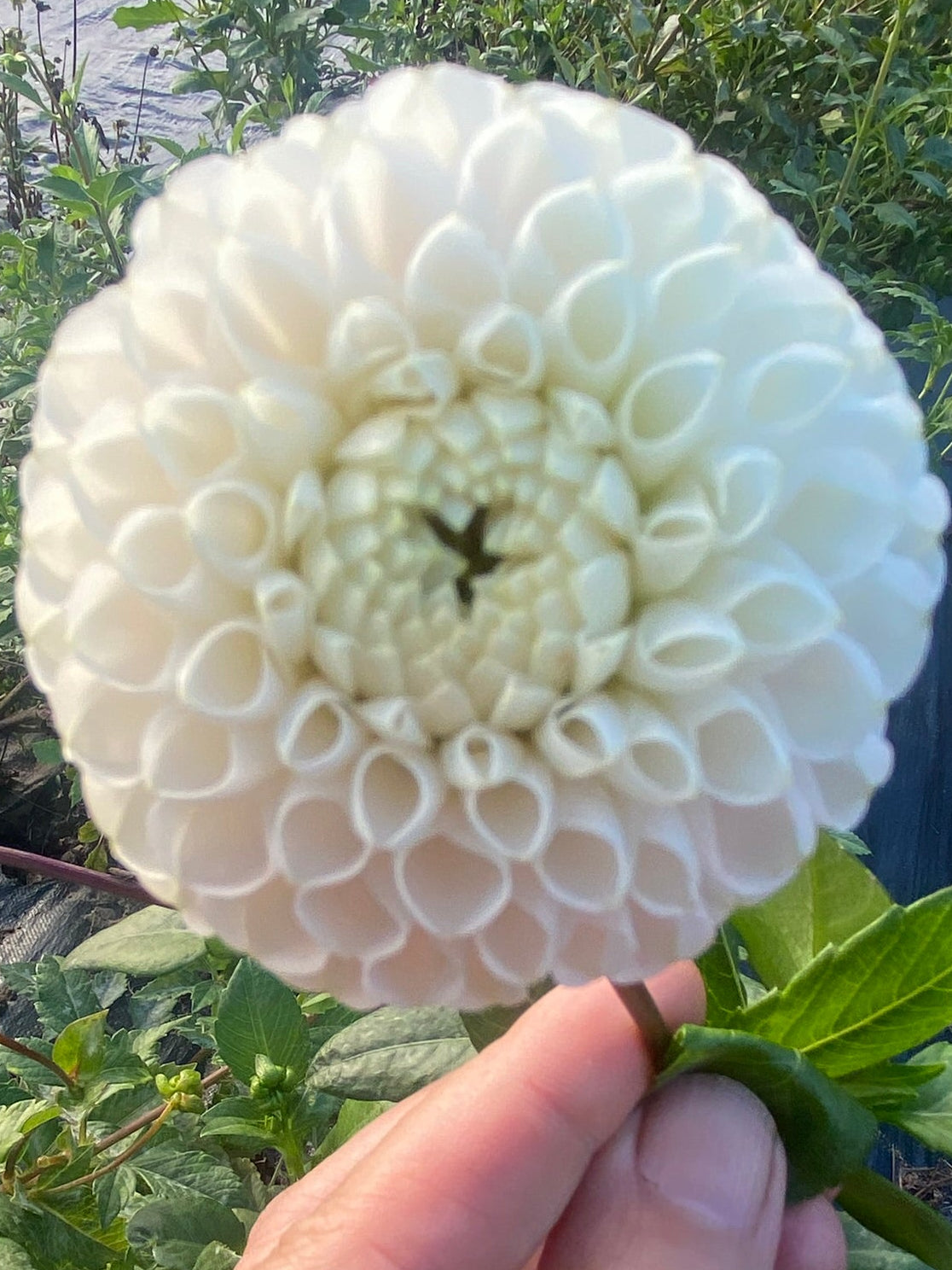 Irish Candy Dahlia Tuber – Miniature Ball, Pink, 2" Blooms