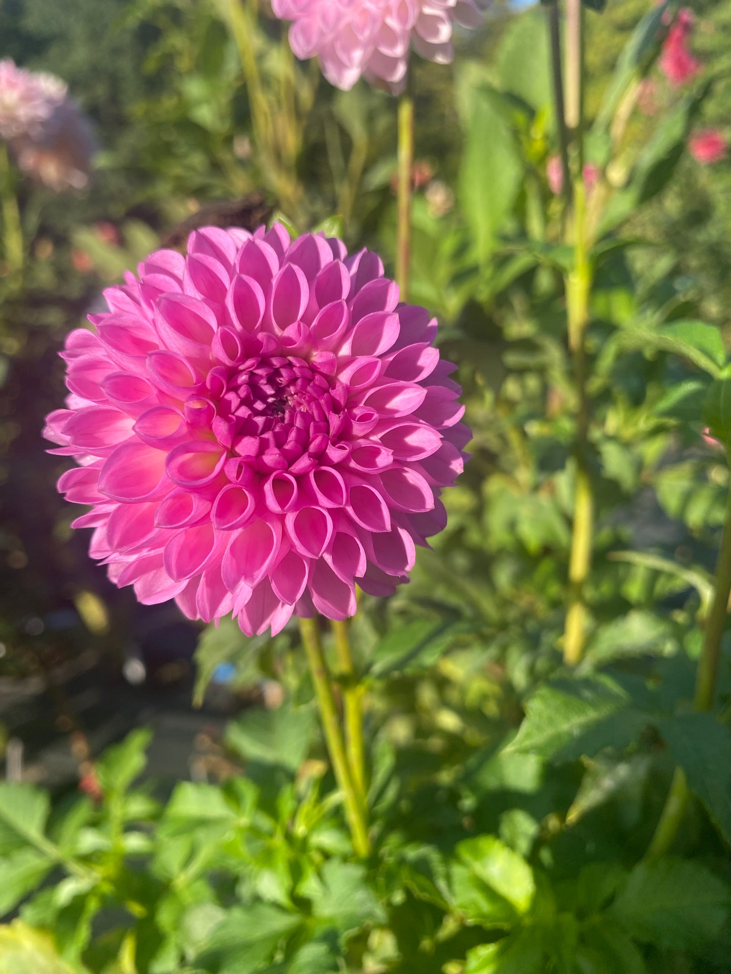 $2 Dinkies Dahlia Tuber – Grower's Choice Value Selection