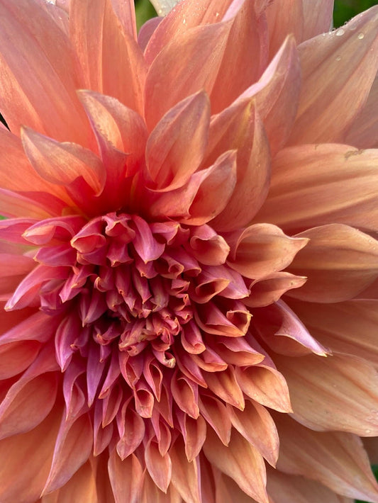 Close-up of a large pink flower with green leaves in the background
