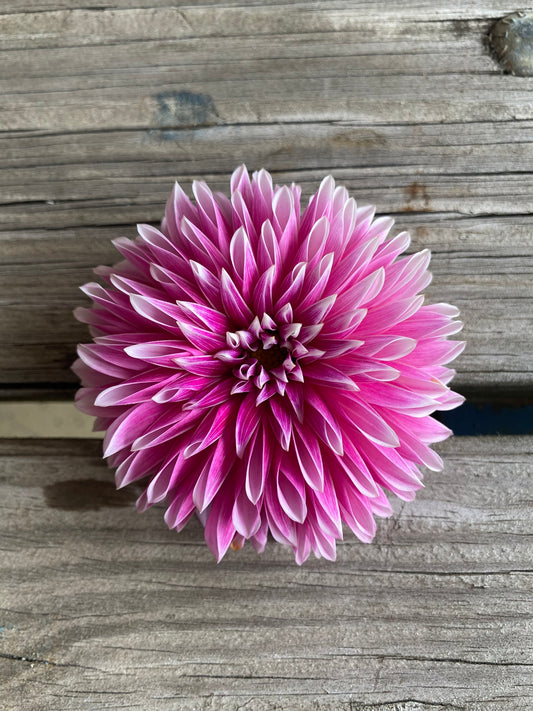 Bloomquist Pinwheel Dahlia Tuber Stellar 5" Bloom
