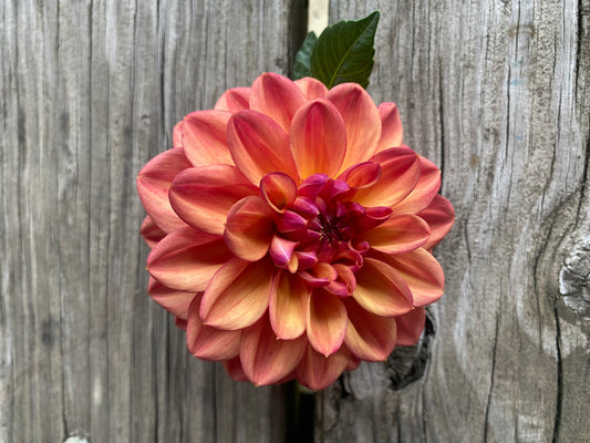 Seedling EA-25-BI Dahlia Tuber – Formal Decorative, Bi-Color Orange & Purple, 5–6" Blooms