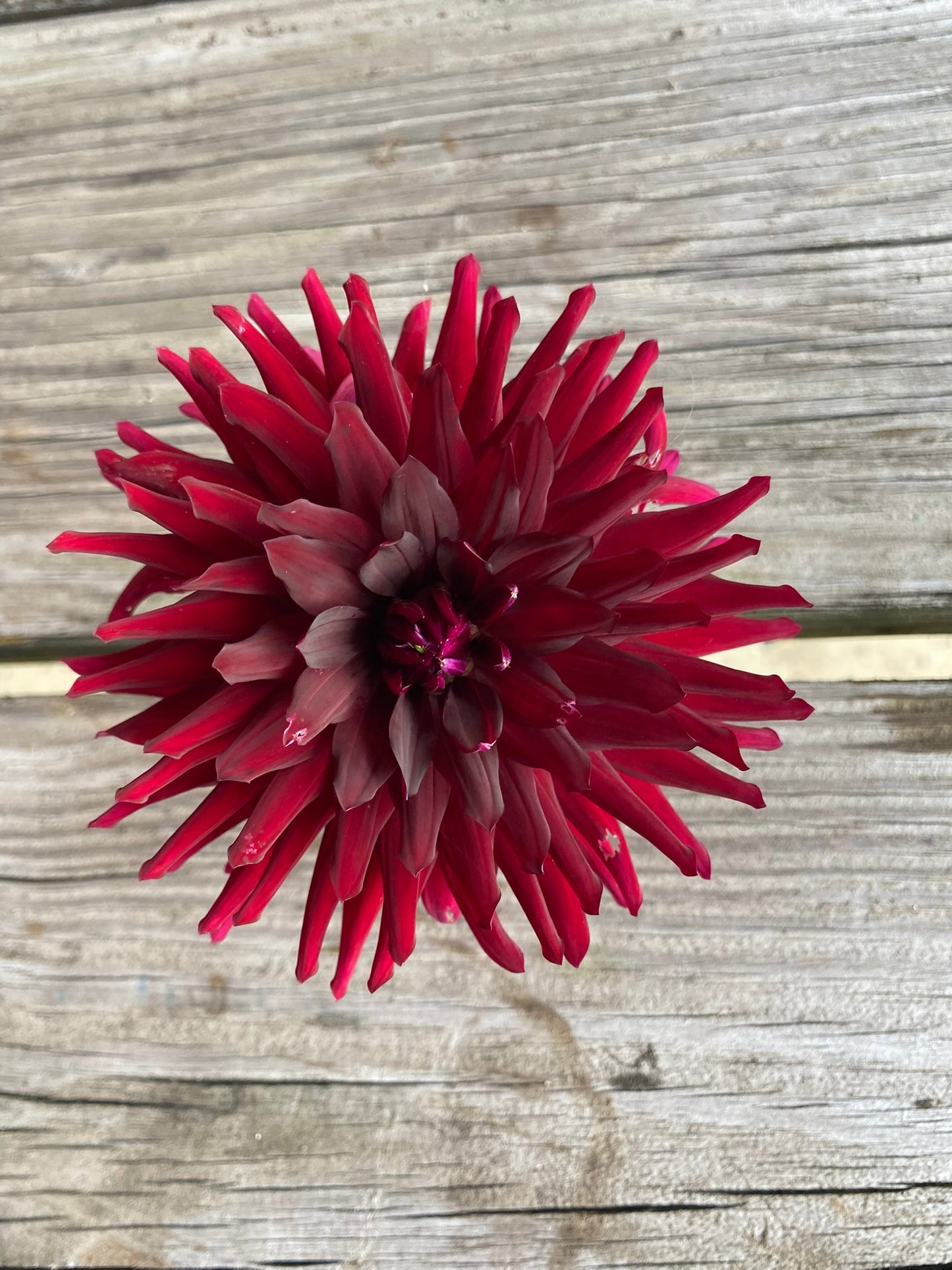 Bull’s Blood Dahlia Tuber Incurved Cactus Dark Red 6–8" Blooms