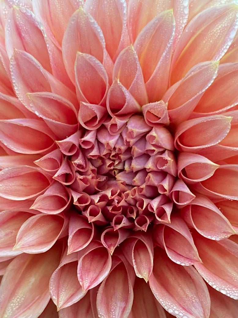Sylvia Craig Hunter Dahlia Tuber – Formal Decorative, Orange 6" Blooms
