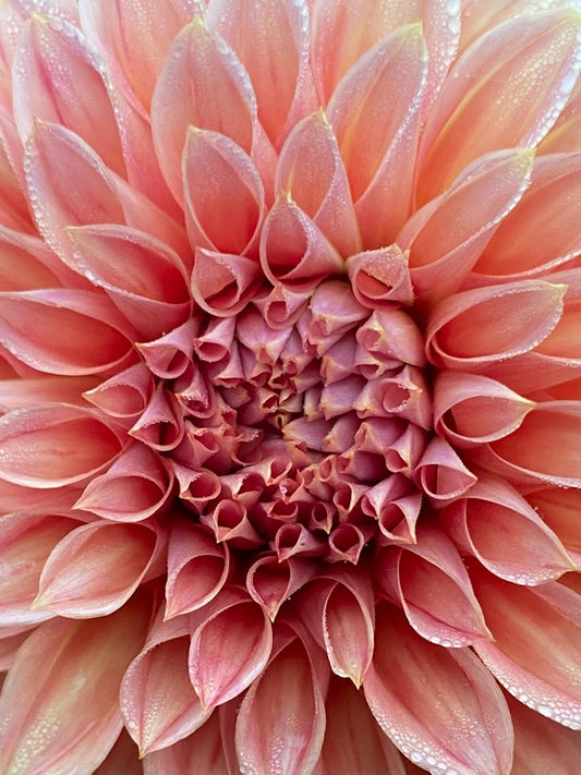 Sylvia Craig Hunter Dahlia Tuber – Formal Decorative, Orange 6" Blooms