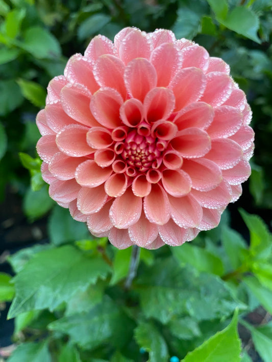 Rose Toscano Dahlia Tuber – Formal Decorative Orange 3–4" Blooms