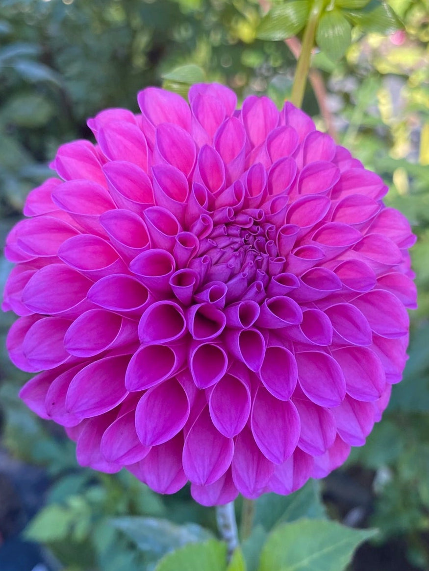 Close-up of a vibrant purple flower with green leaves in a garden setting.