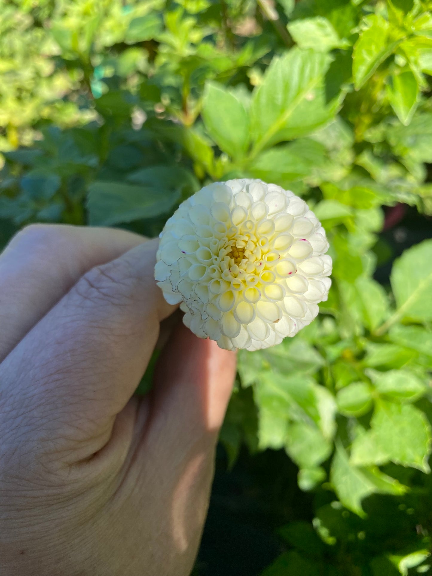 Small World Dahlia Tuber Pompon White 1.5–2" Blooms