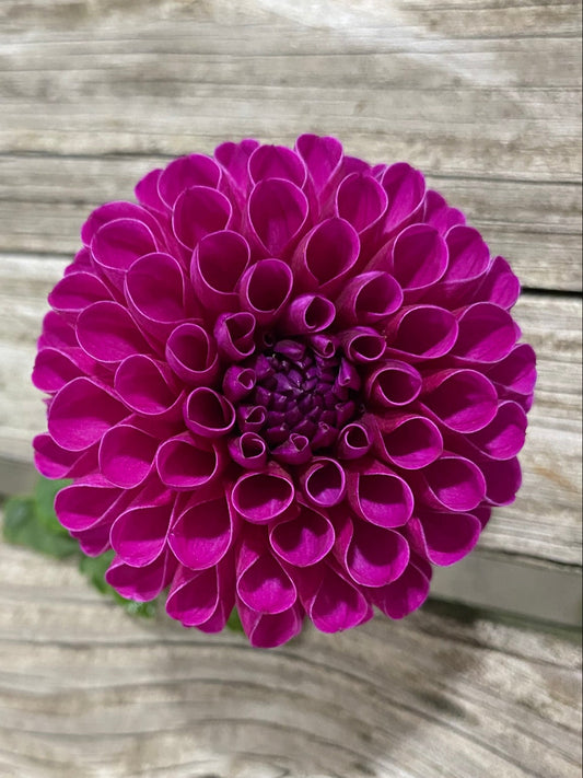Purple flower on a wooden surface
