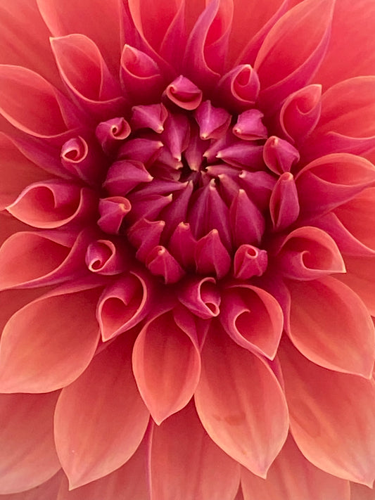 EA-25-SOS Dahlia Tuber – Emerald Angel Exclusive Seedling, Orange 3.5" Blooms