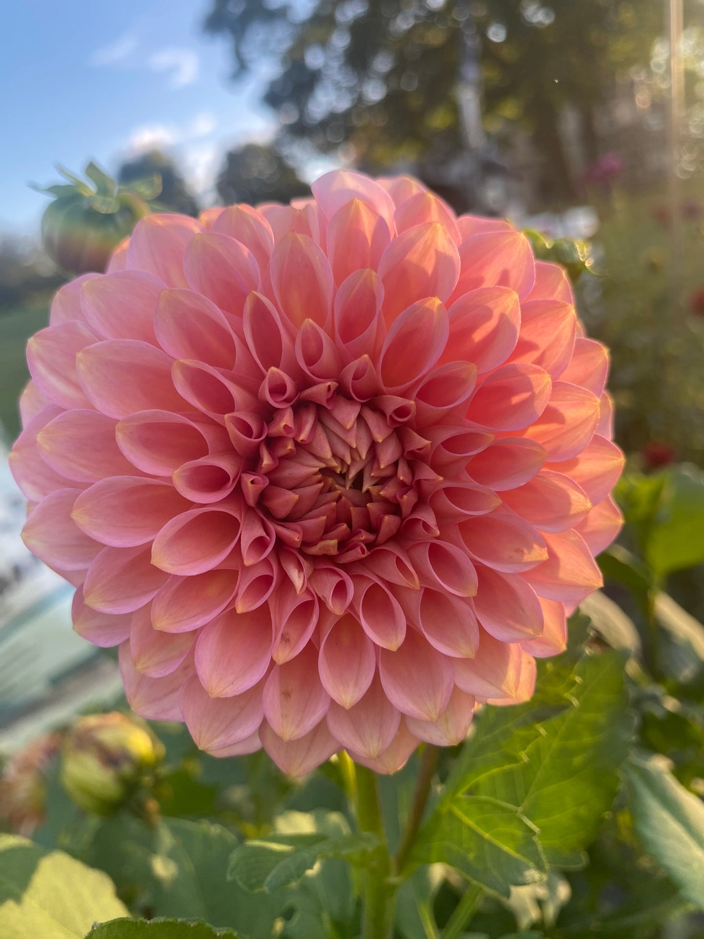 20th Ave Pink Cloud Dahlia Tuber – Formal Decorative, Pink, 6" Blooms
