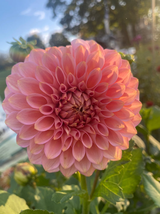 20th Ave Pink Cloud Dahlia Tuber – Formal Decorative, Pink, 6" Blooms