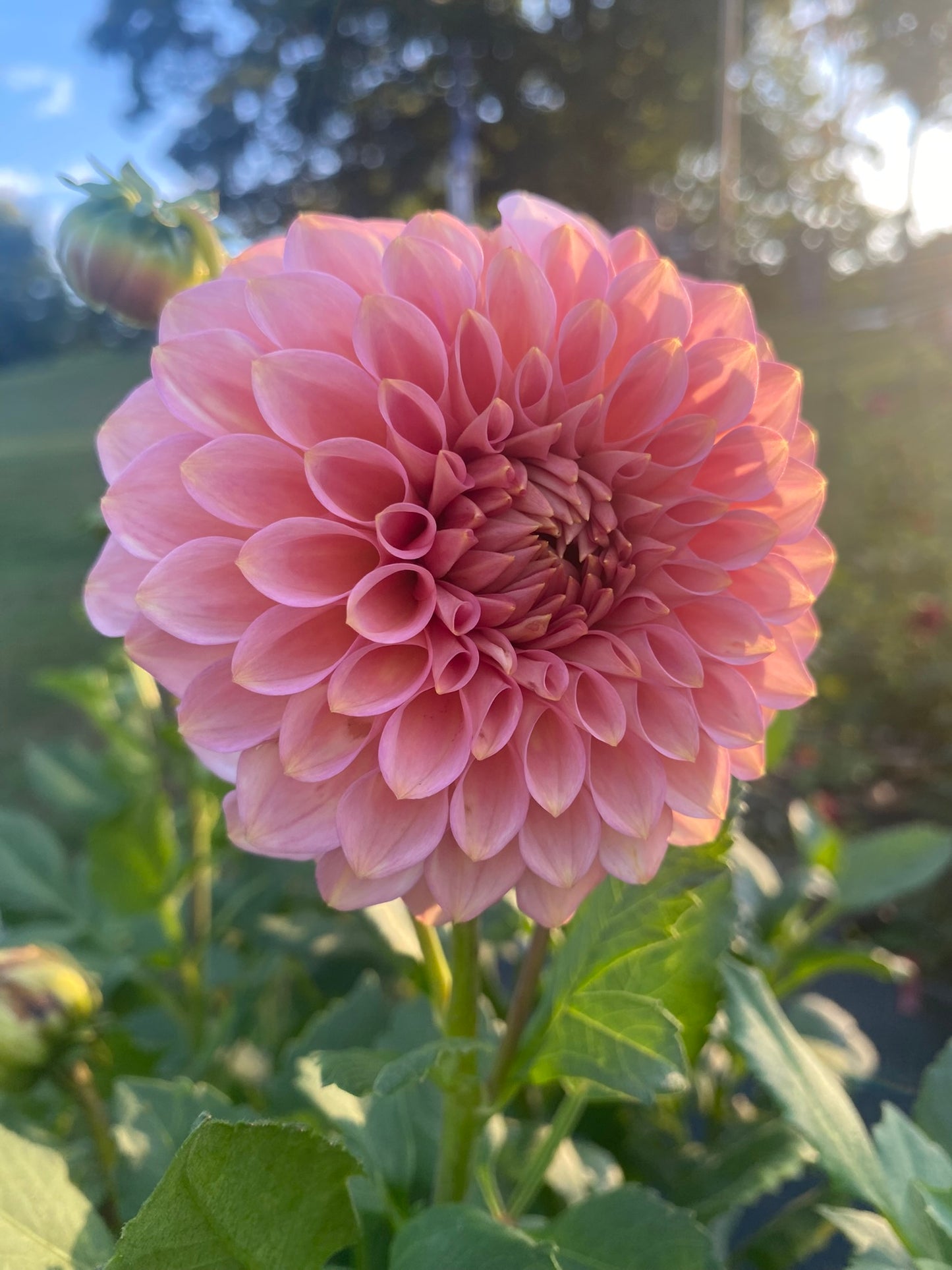 20th Ave Pink Cloud Dahlia Tuber – Formal Decorative, Pink, 6" Blooms