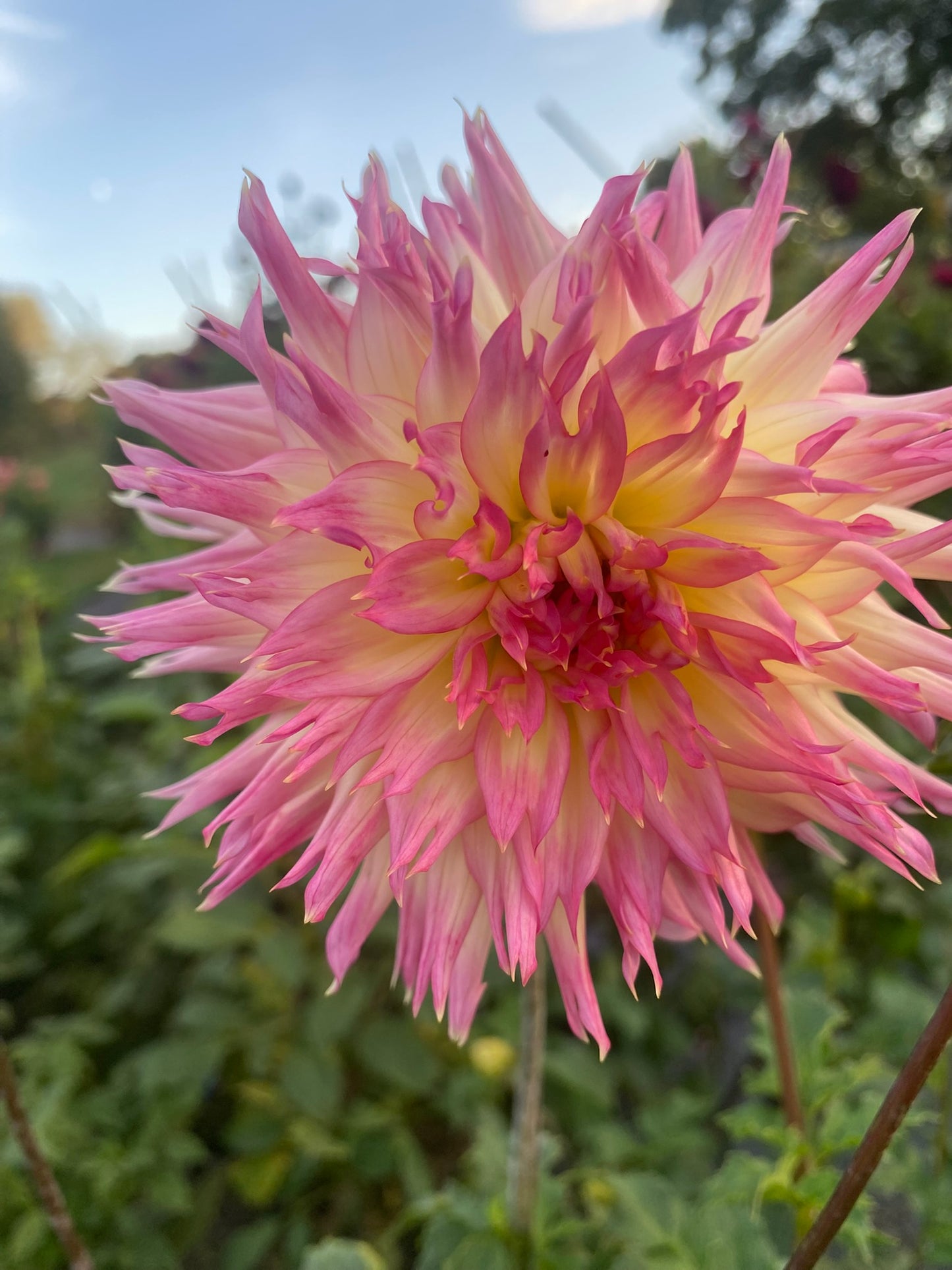 Vista Char Dahlia Tuber Laciniated Light Blend 6–8" Blooms