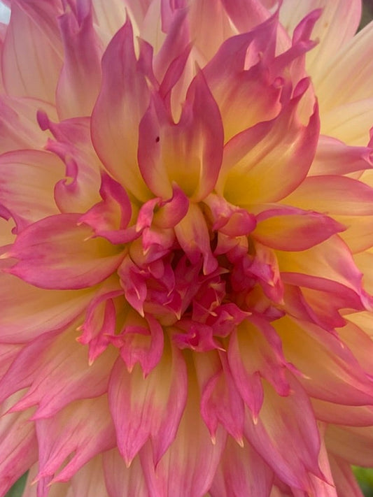 Vista Char Dahlia Tuber Laciniated Light Blend 6–8" Blooms