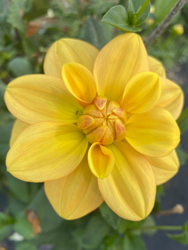 Ginger Snap Dahlia Tuber – Waterlily, Yellow, 3.5" Blooms