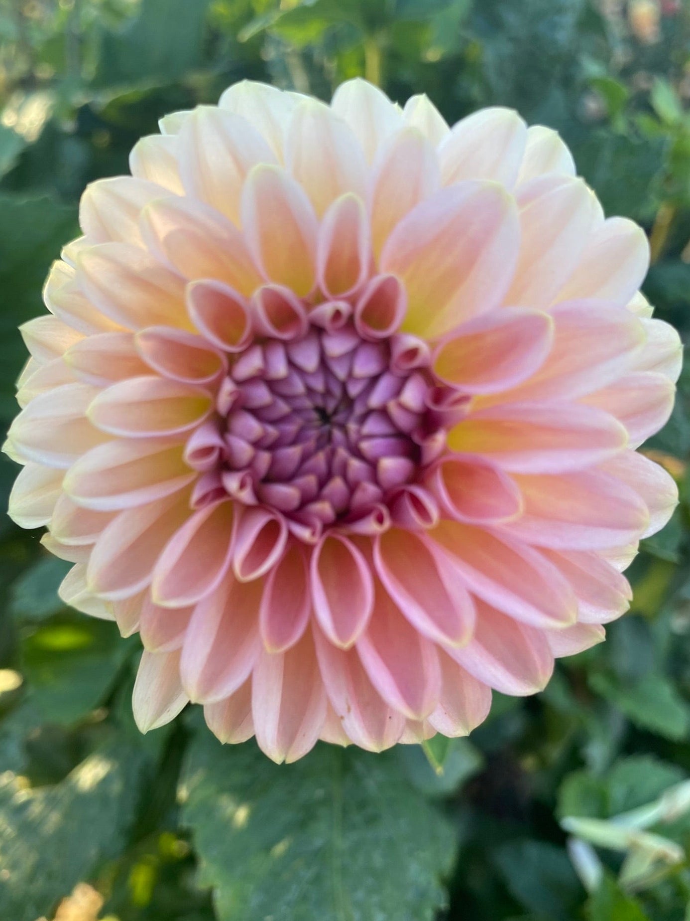 Pink dahlia flower with green leaves in the background
