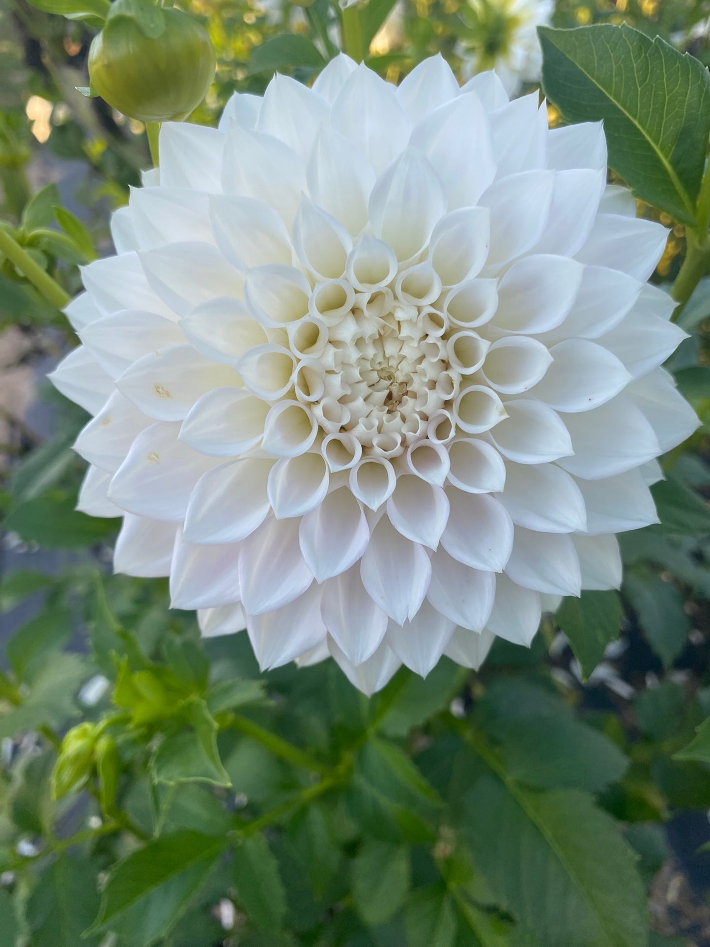 KA’s® Bella Luna Dahlia Tuber – Formal Decorative (FD), White (W), ~4.5–5.5" Blooms