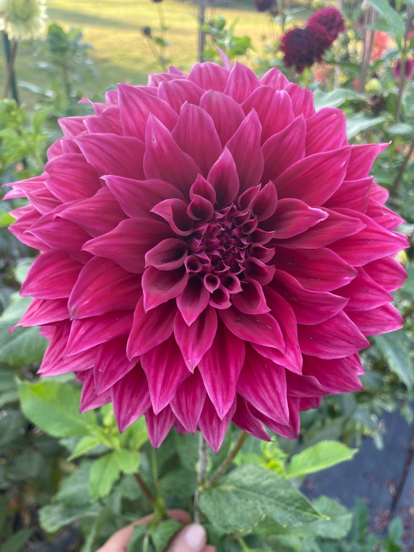 Large pink flower held by a hand with a garden background