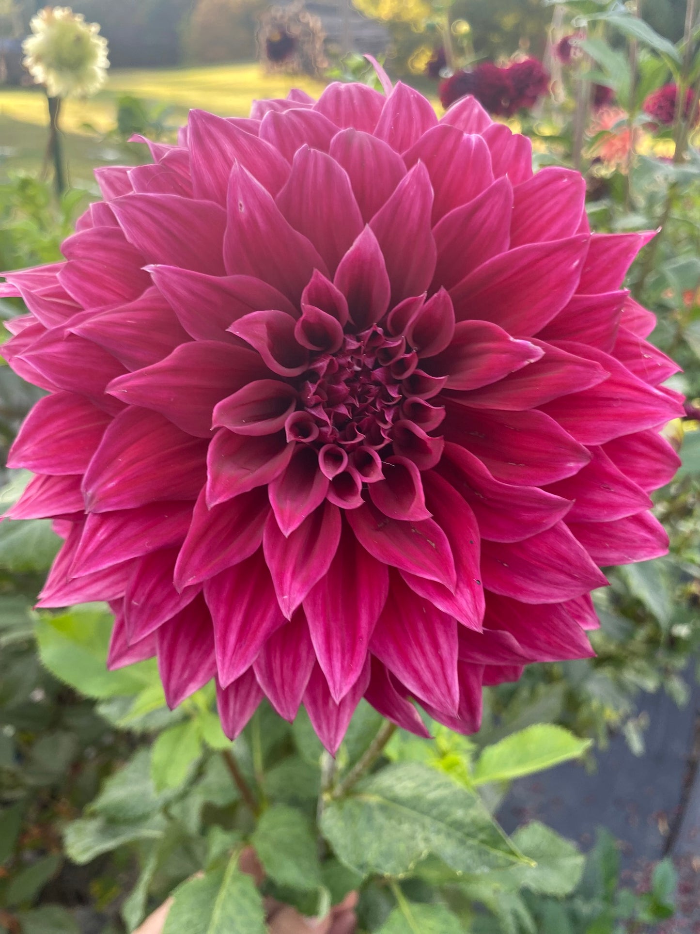 Manor Jubilee Dahlia Tuber Informal Decorative Dark Red 8–10" Blooms