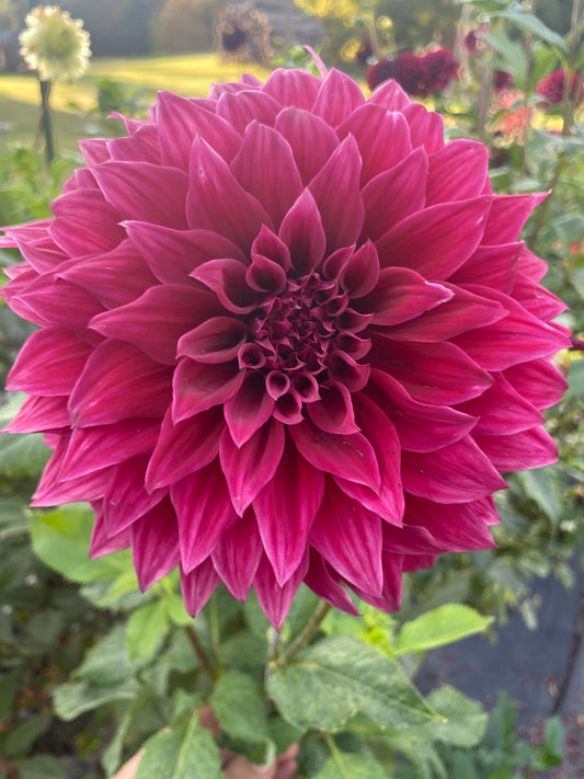 Manor Jubilee Dahlia Tuber Informal Decorative Dark Red 8–10" Blooms