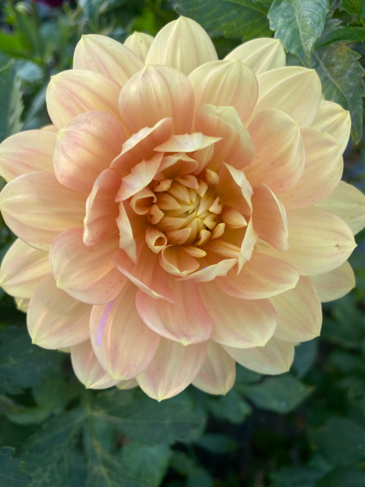 Hollyhill Serenity Dahlia Tuber – Waterlily, Light Blend, 4"-5" Blooms