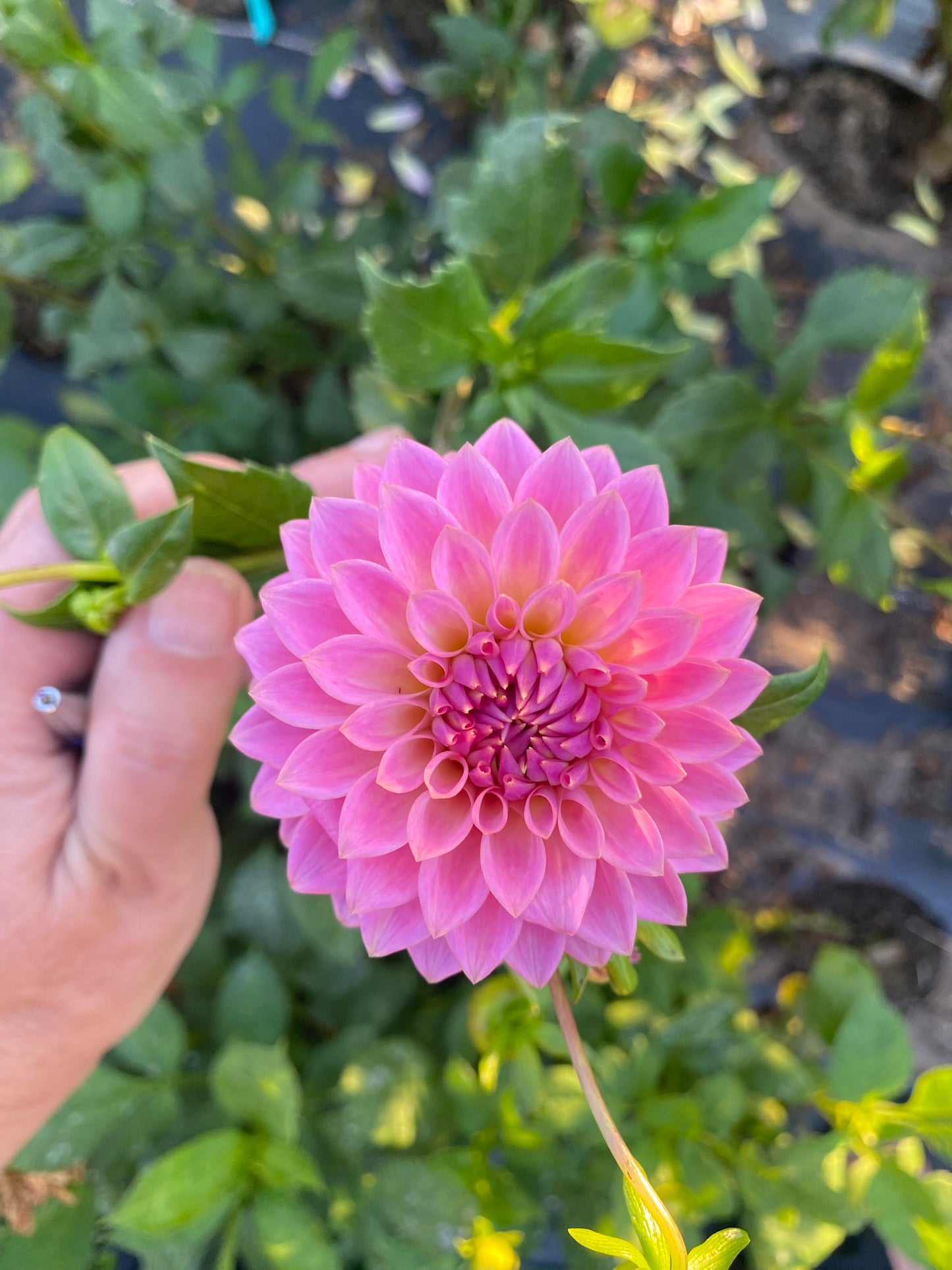 Ryecroft Pride Dahlia Tuber Medium Formal Decorative Dark Pink 6–8" Blooms