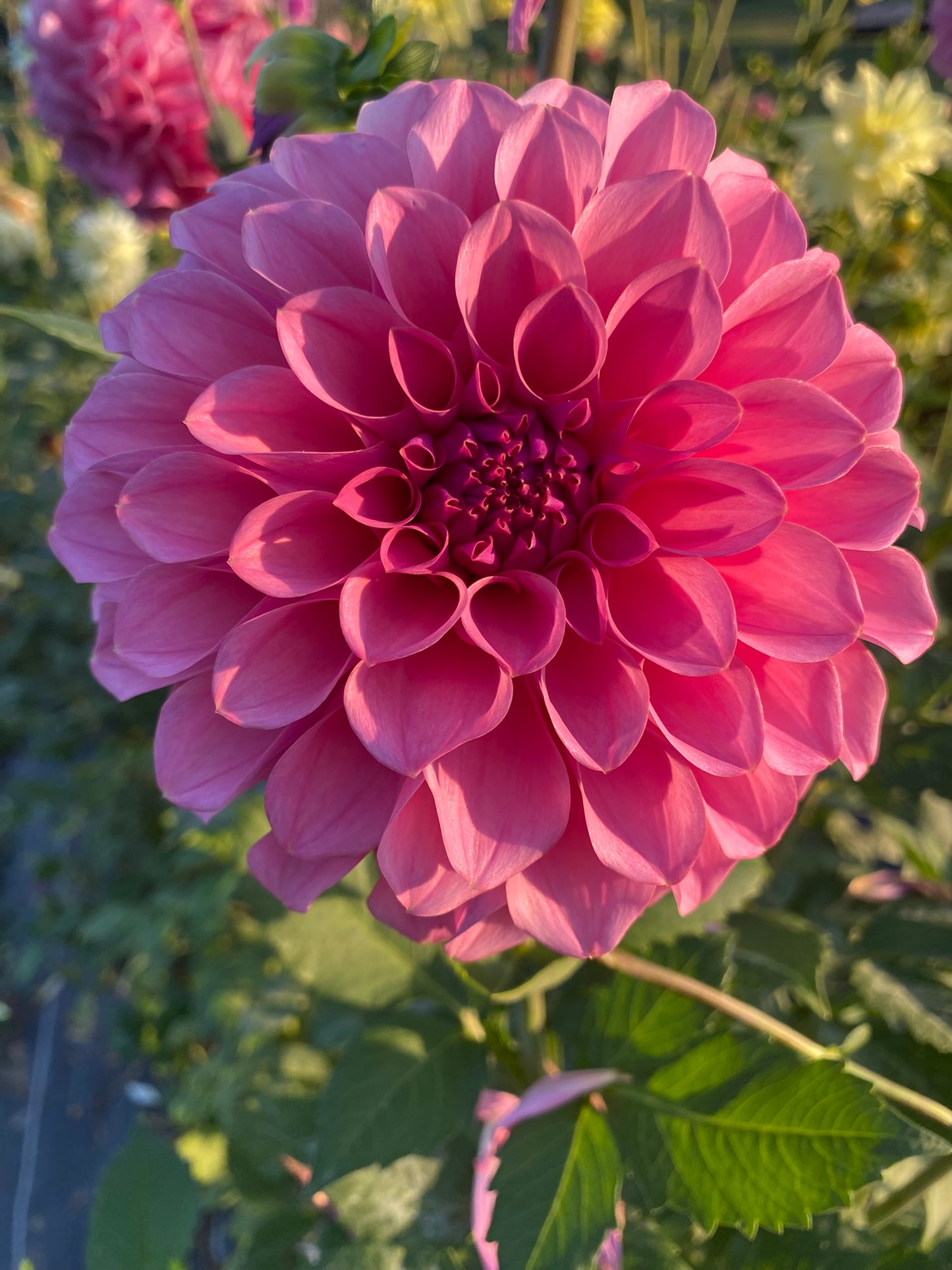 EA Seedling PK-25-FD Dahlia Tuber Formal Decorative Dark Pink Blooms 6"