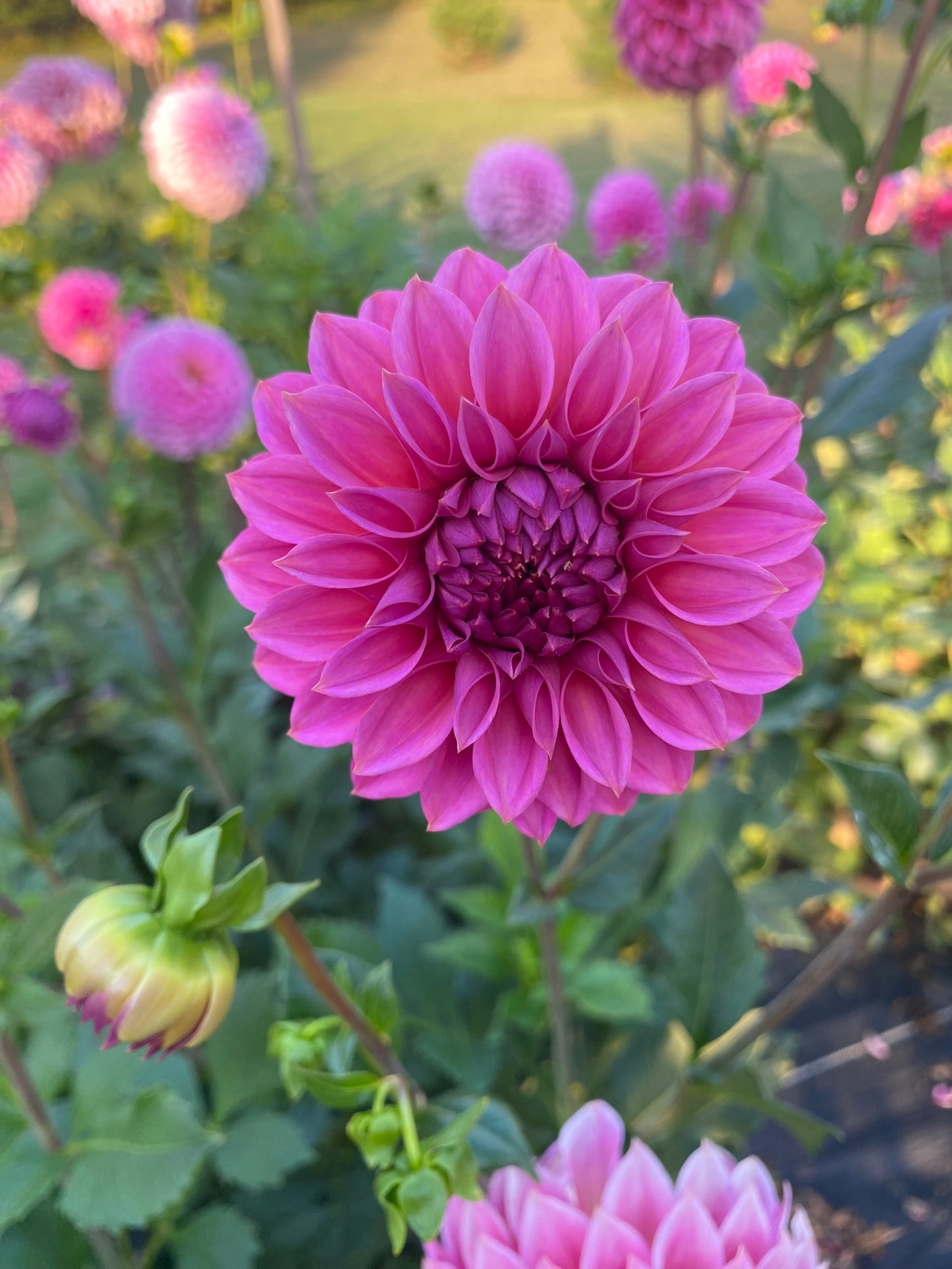 Ferncliff Classy Dahlia Tuber – Small Formal Decorative Pink 3–4" Blooms