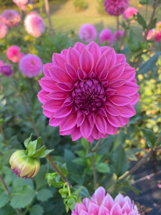 Ferncliff Classy Dahlia Tuber – Small Formal Decorative Pink 3–4" Blooms