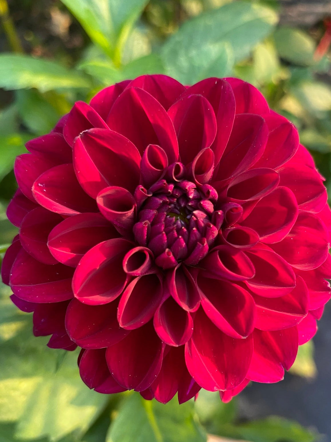 Lights Out Dahlia Tuber – Formal Decorative Dark Red 5–6" Blooms